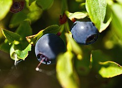 Fresh Blueberries