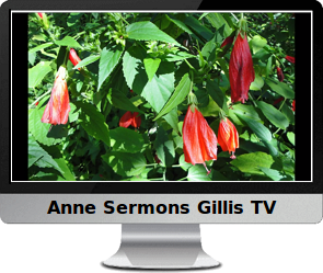 Click to watch the Now Meditation by Anne Sermons Gillis