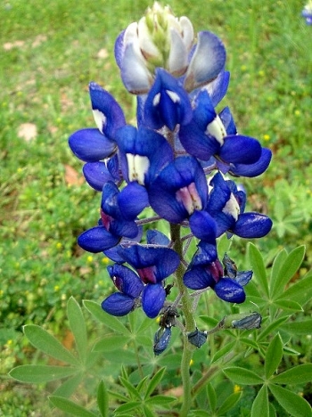 bluebonnets