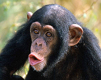 chimp