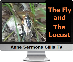 Click to listen to Anne's story of The Fly and The Locust.