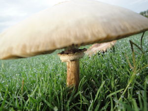 Photo of a large mushroom, by Anne Sermons Gillis